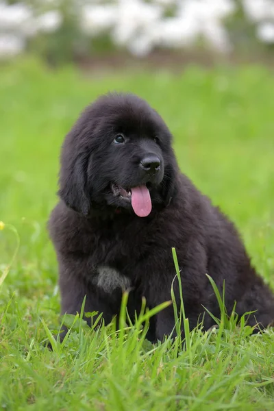 Sevimli Siyah Iki Aylık Newfoundland Köpek Çim — Stok fotoğraf