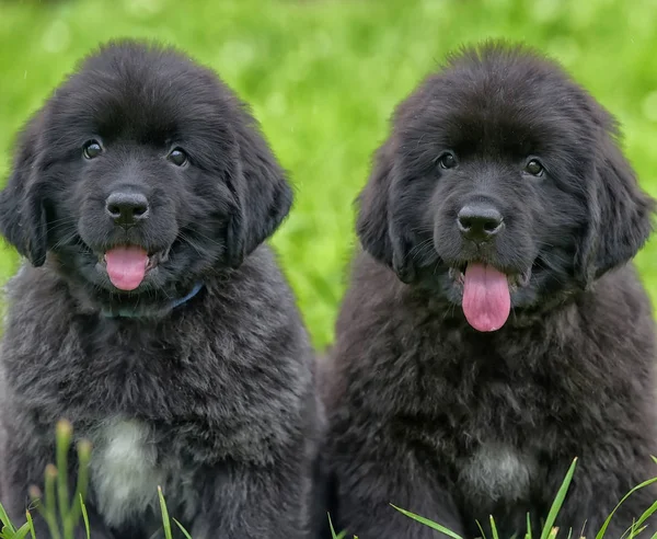 Dois Pequenos Cachorros Terra Nova Grama — Fotografia de Stock