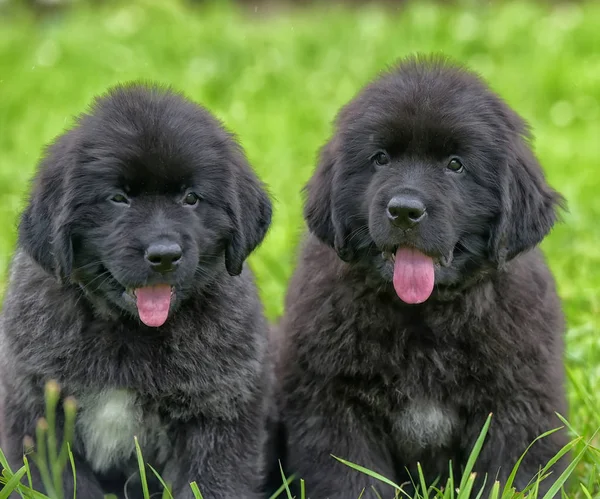 Dois Pequenos Cachorros Terra Nova Grama — Fotografia de Stock