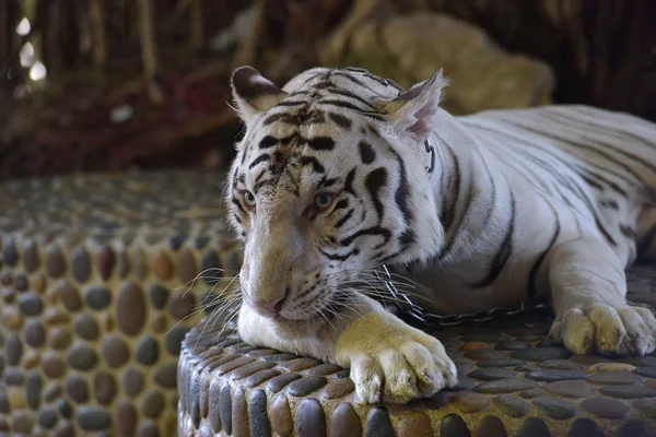 Tigre Bianca Con Una Catena Collo Uno Zoo Thailandese — Foto Stock