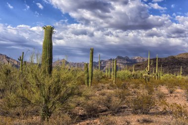 desert landscape with cactus clipart