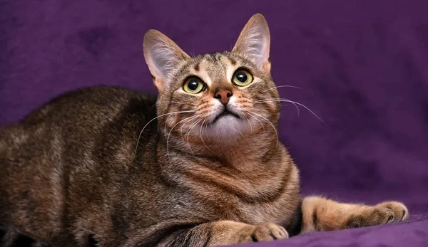 Beautiful Striped European Short Haired Cat Lilac Background — Stock Photo, Image