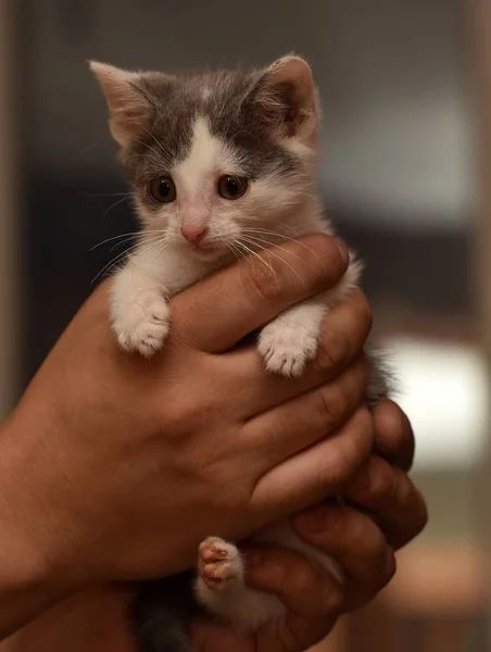 Petit Blanc Avec Chaton Gris Dans Les Mains — Photo