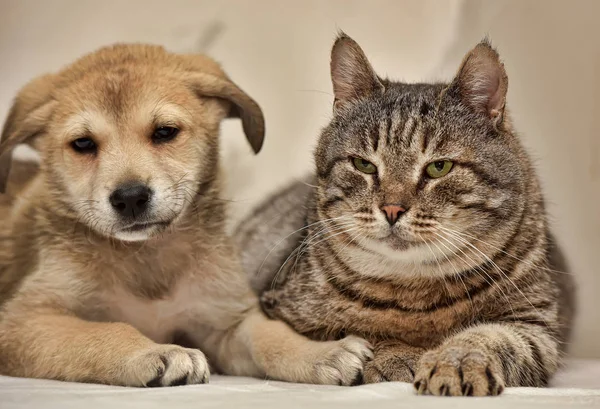 Kedi Köpek Yavrusu Portre — Stok fotoğraf