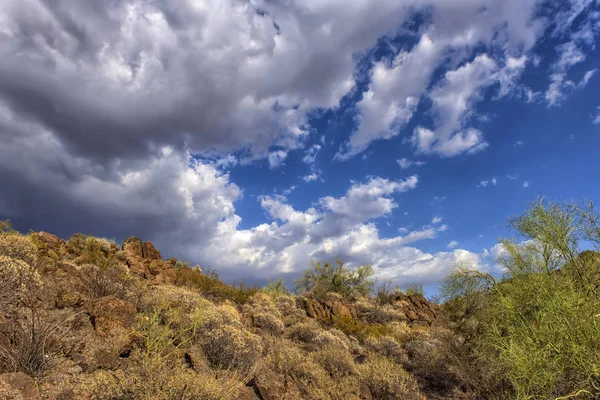 Ogromny Kaktus Gigant Carnegie Carnegiea Gigantea Pomnik Narodowy Kaktusa Arizona — Zdjęcie stockowe