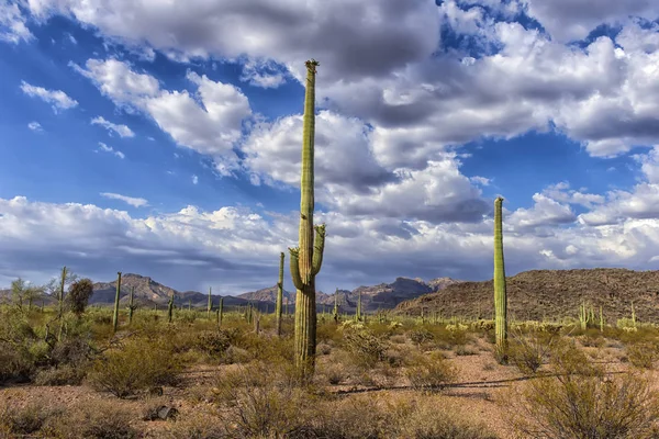 Paysage Désert Avec Cactus — Photo