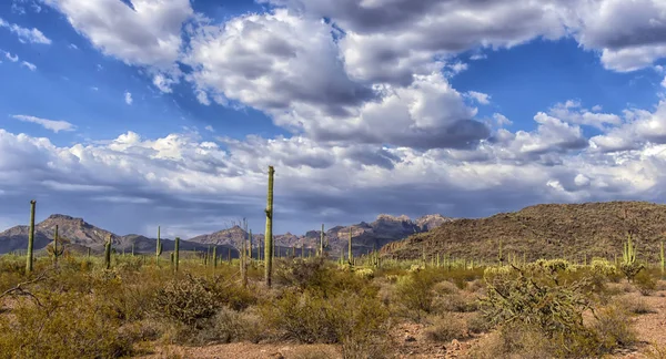 Krajobraz Pustynny Kaktusem — Zdjęcie stockowe