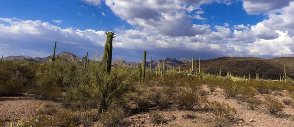 Ogromny Kaktus Gigant Carnegie Carnegiea Gigantea Pomnik Narodowy Kaktusa Arizona — Zdjęcie stockowe