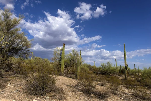Den Enorma Kaktusen Carnegie Jätte Carnegiea Gigantea Organpipa Kaktus National — Stockfoto