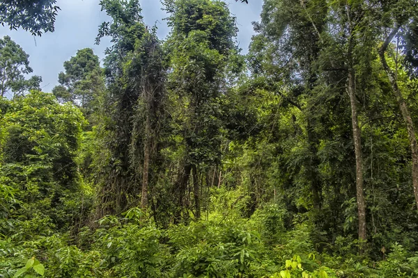 Green Jungle Thailand Hillsides Palm Trees — Stock Photo, Image