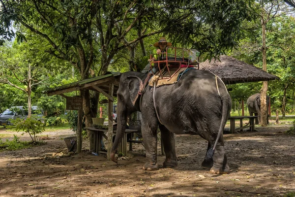 Tailândia Chang 2017 Elefante Montando Nas Selvas Tailândia — Fotografia de Stock