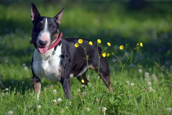 Schwarz Weißer Miniatur Bullterrier Auf Gras Und Gelben Blumen — Stockfoto