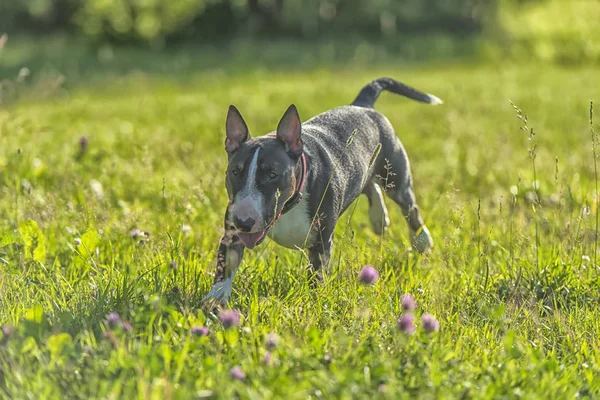 Corriendo Sobre Hierba Negro Con Blanco Miniatura Toro Terrier — Foto de Stock