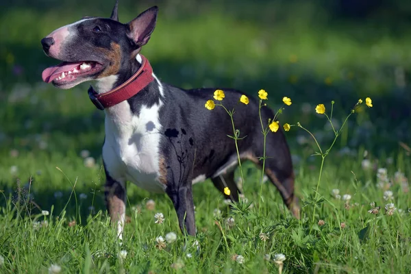 Bull Terrier Miniatura Bianco Nero Erba Fiori Gialli — Foto Stock