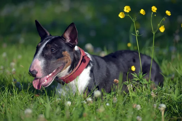 Zwart Wit Miniatuur Bull Terriër Gras Gele Bloemen — Stockfoto