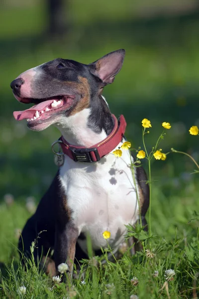 Zwart Wit Miniatuur Bull Terriër Gras Gele Bloemen — Stockfoto