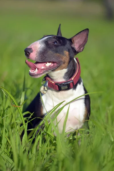 Schwarz Weißer Miniatur Bullterrier Gras — Stockfoto