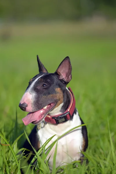 Fűben Fekete Fehér Miniatűr Bullterrier — Stock Fotó