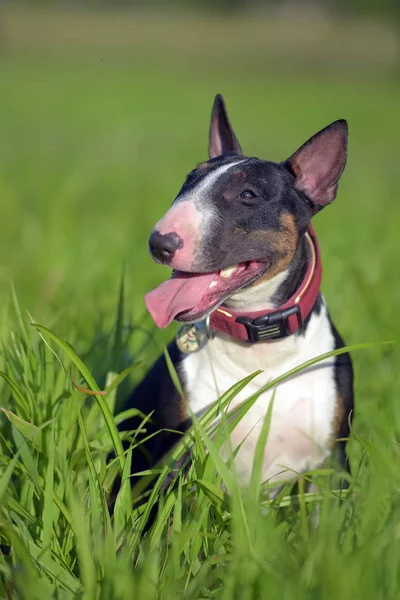 Fűben Fekete Fehér Miniatűr Bullterrier — Stock Fotó