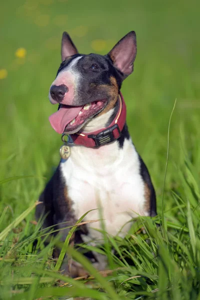 Bull Terrier Miniatura Bianco Nero Sull Erba — Foto Stock