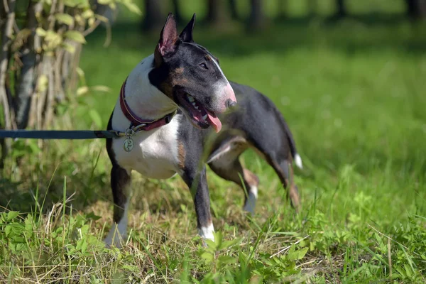 Schwarz Weißer Miniatur Bullterrier Gras — Stockfoto