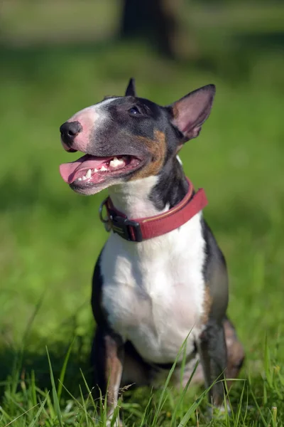 Bull Terrier Miniatura Bianco Nero Sull Erba — Foto Stock