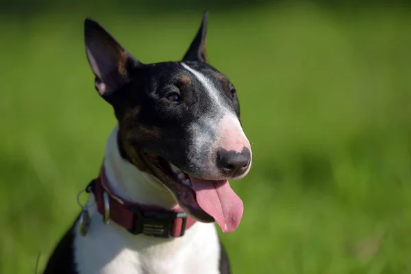 Schwarz Weißer Miniatur Bullterrier Gras — Stockfoto