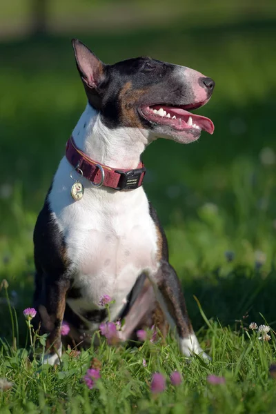 Bull Terrier Miniatura Bianco Nero Sull Erba — Foto Stock