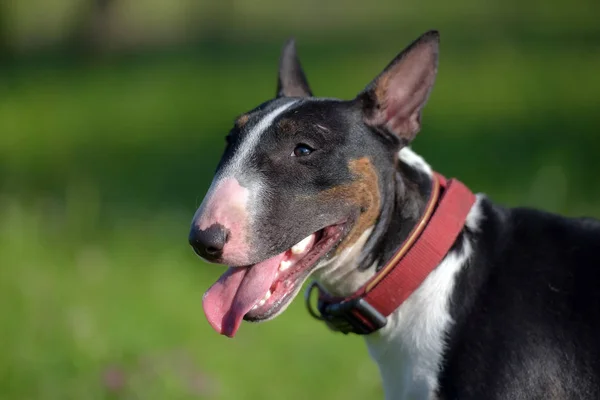 Schwarz Weißer Miniatur Bullterrier Gras — Stockfoto