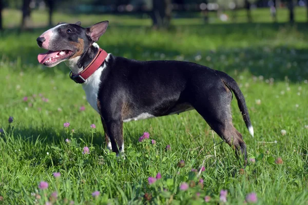 Bull Terrier Miniatura Bianco Nero Sull Erba — Foto Stock