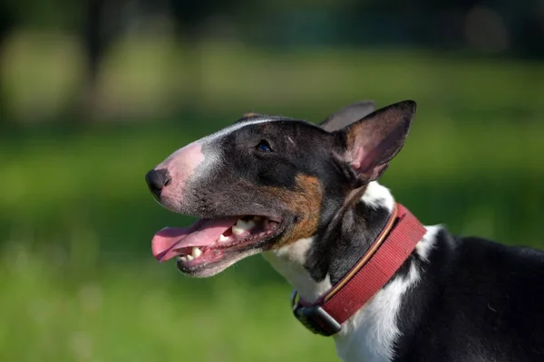 Bull Terrier Miniatura Bianco Nero Sull Erba — Foto Stock