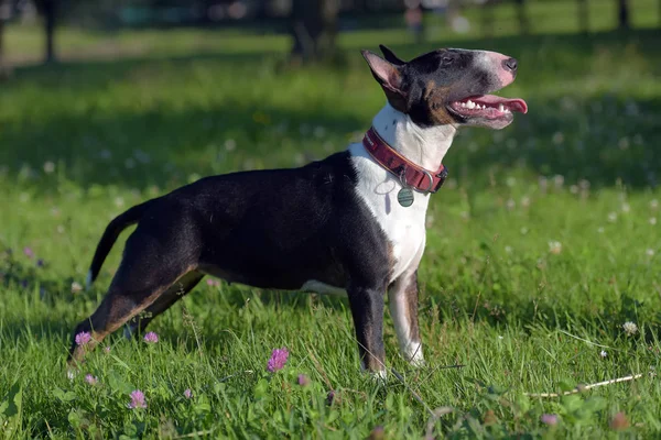 Bull Terrier Miniatura Bianco Nero Sull Erba — Foto Stock