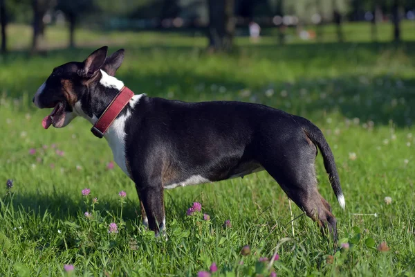 Schwarz Weißer Miniatur Bullterrier Gras — Stockfoto