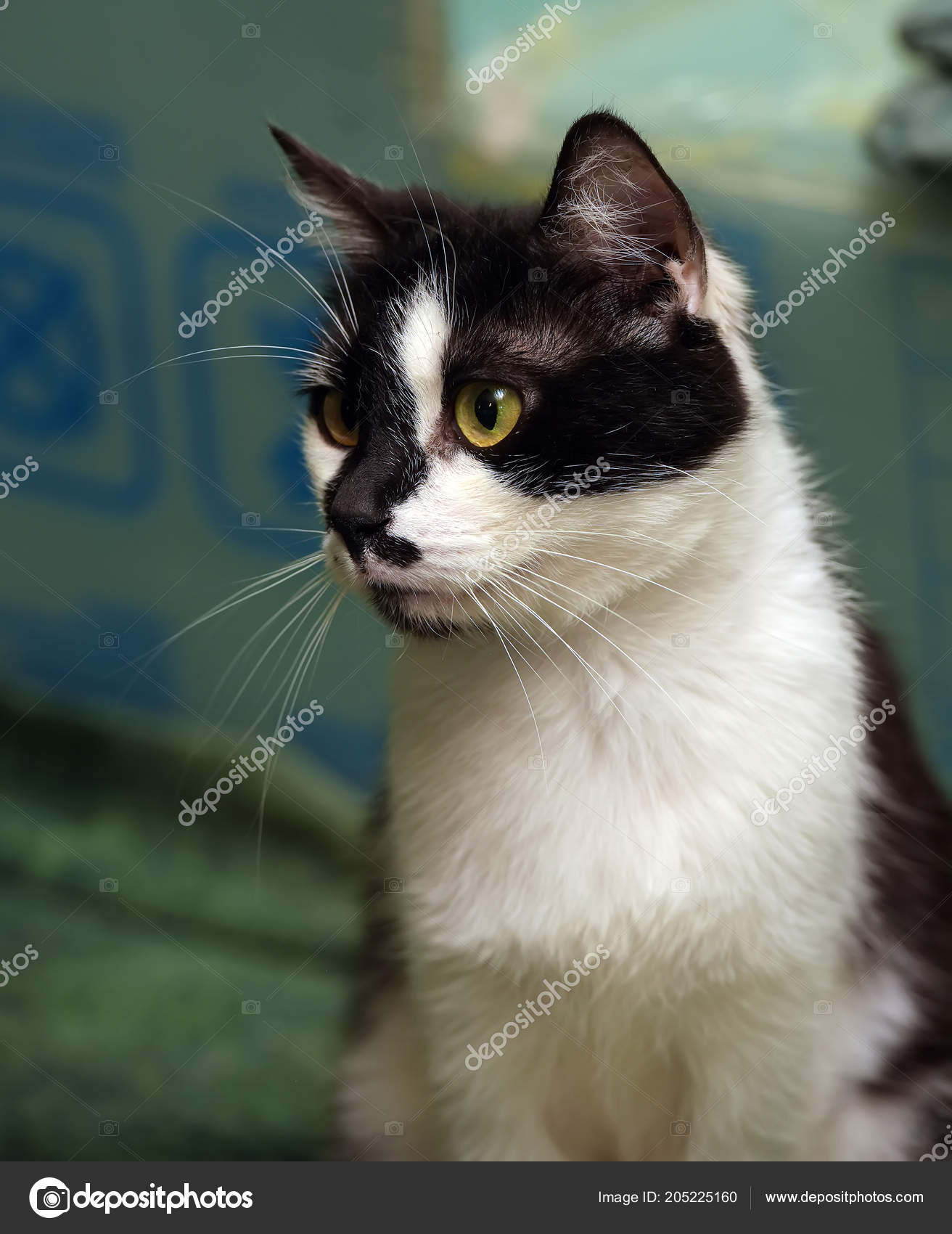 Chat Poil Court Noir Blanc Abri Photographie Evdoha