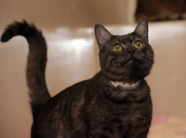 Gato Fumado Preto Com Olhos Alaranjados — Fotografia de Stock