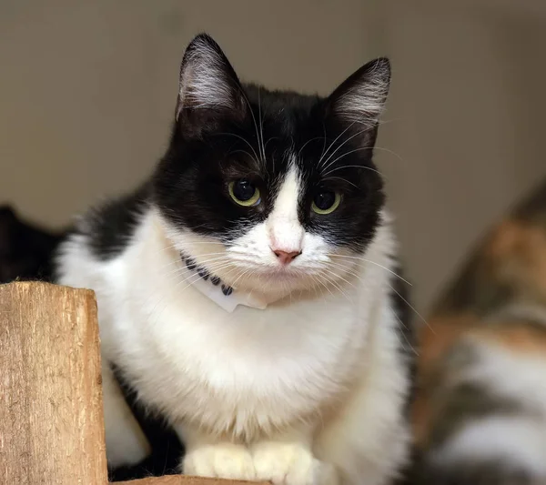 Schwarz Weiße Kurzhaarkatze Tierheim — Stockfoto