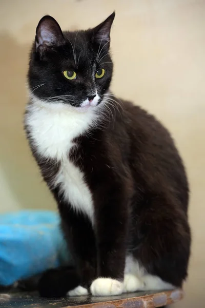 Black White Short Haired Cat Shelter — Stock Photo, Image