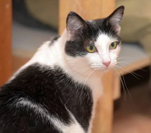 Gato Pelo Corto Blanco Negro Refugio — Foto de Stock