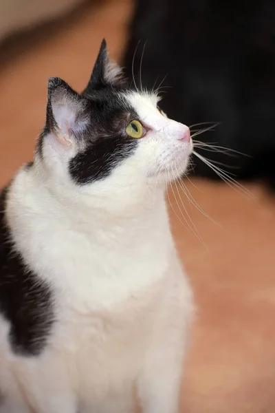 Μαύρο Και Άσπρο Σύντομη Μαλλιά Γάτα Στο Καταφύγιο — Φωτογραφία Αρχείου
