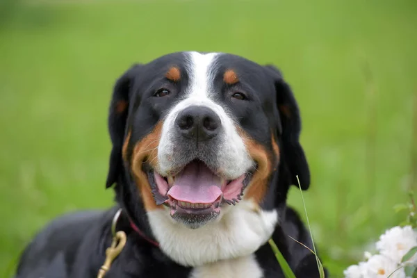 Safkan Bir Grosser Schweizer Sennenhund Köpeği — Stok fotoğraf