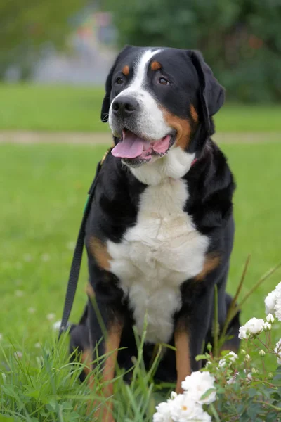 Ein Reinrassiger Grosser Schweizer Sennenhund — Stockfoto