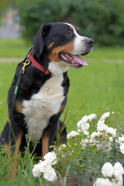 Egy Fajtiszta Grosser Schweizer Sennenhund Kutya — Stock Fotó