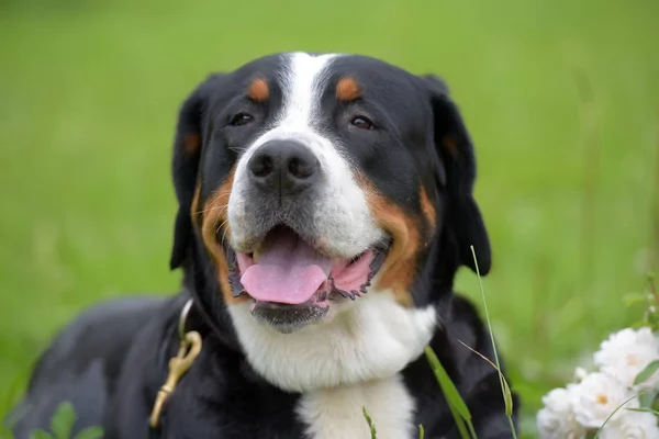 Ein Reinrassiger Grosser Schweizer Sennenhund — Stockfoto