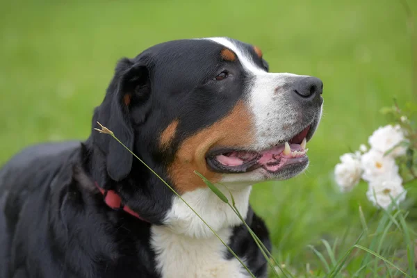 Вирощений Grosser Schweizer Sennenhund Собака — стокове фото