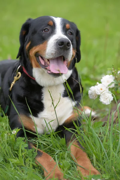 Ein Reinrassiger Grosser Schweizer Sennenhund — Stockfoto