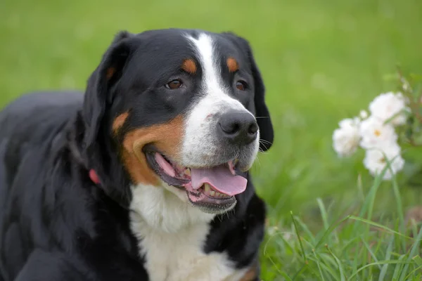 Egy Fajtiszta Grosser Schweizer Sennenhund Kutya — Stock Fotó