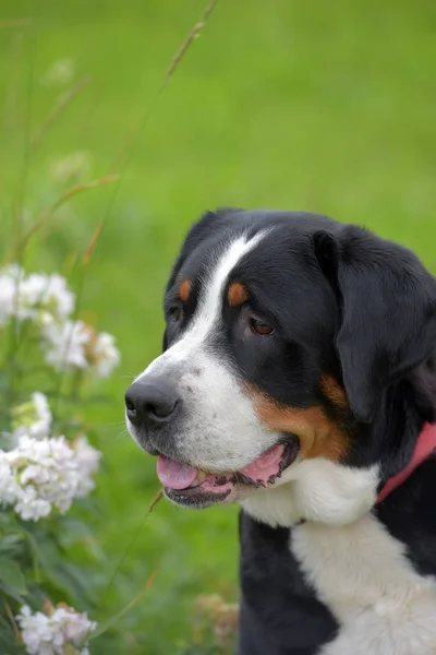 Egy Fajtiszta Grosser Schweizer Sennenhund Kutya — Stock Fotó