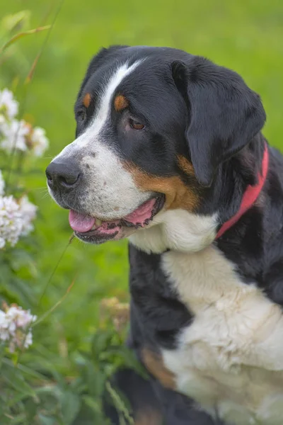 Egy Fajtiszta Grosser Schweizer Sennenhund Kutya — Stock Fotó