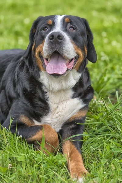 Вирощений Grosser Schweizer Sennenhund Собака — стокове фото