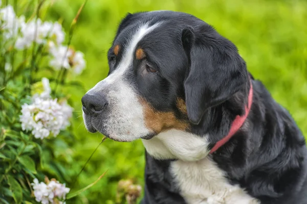 Egy Fajtiszta Grosser Schweizer Sennenhund Kutya — Stock Fotó